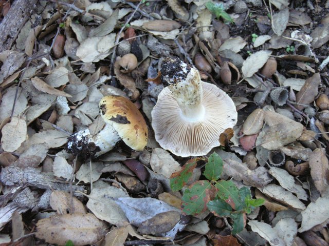 Cortinarius... ????